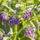 Allantoin and Swiss Ice Wine