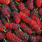 Mulberry Extract