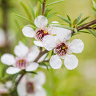 Tea Tree Oil