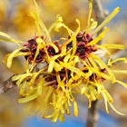 Witch Hazel Extract